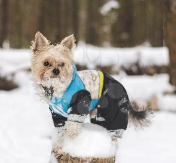 Cute adult Yorkshire Terrier stands in winter clothes in the snow on a stump.