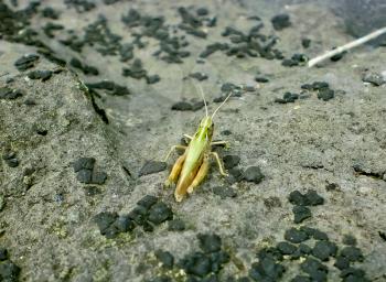 Bright green grasshopper sits on a black roofing material.
