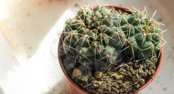 The cactus Gymnocalycium grows in a flower pot.