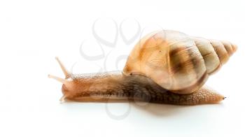 Giant African snail Achatina, on a white background.