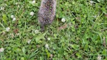 Small brown hedgehog in a bright white clover.