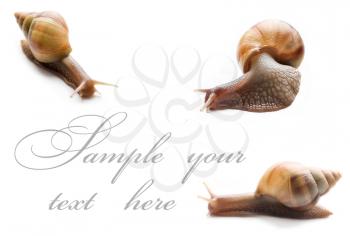 Three giant African snails of ahaatinas on a white background.