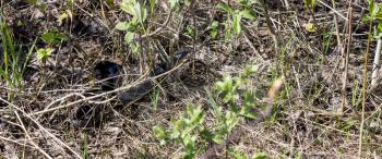 A small viper of black color among dry grass and green plants. Vipera berus.