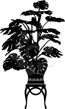 Silhouette of a big monstera in a flowerpot with ornament on the elegant stand.