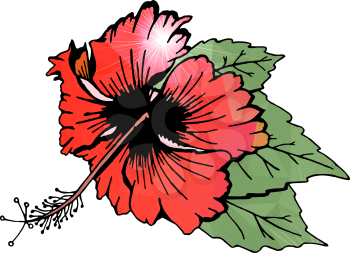Hibiscus flower with leaves. Red flower, filled with polygons. Drawn by hand. Isolated on white. There is an option in the vector.