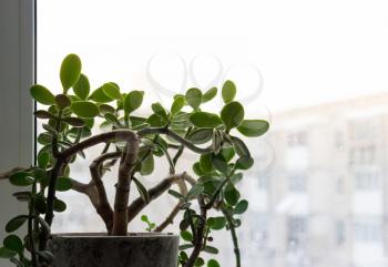 Houseplant Crassula against the window with city views.