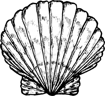 Sea shell. Black and white illustration. Drawn by hand. Isolated on white. Design for card, poster or wallpaper. There is an option in the vector.