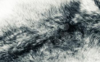 White wolf fur. A close-up. Art photo. The photo is toned.