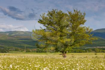 Green summer meadow with flowers and herbs and big oak tree