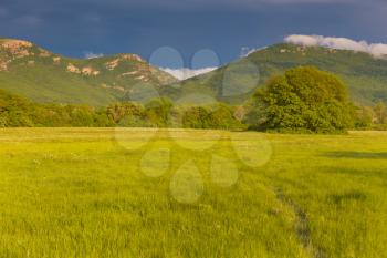 Green meadow in mountain. Composition of nature. 