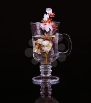Glass cup with water and a branch of a blossoming apricot on a black background