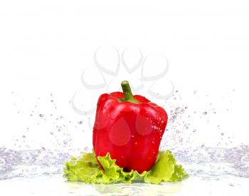 fresh water splash on red sweet pepper  on white background