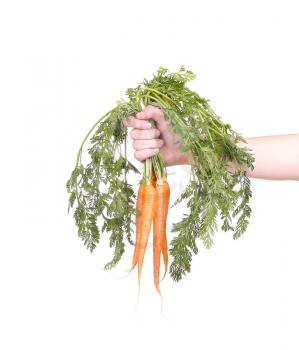 hand holding a bunch of carrots on white