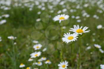 a large field of daisies. spring or summer. The concept of purity and freshness, health and joy