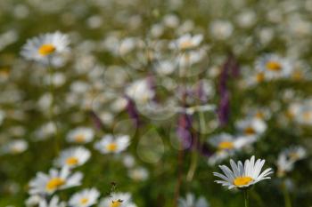 a large field of daisies. spring or summer. The concept of purity and freshness, health and joy