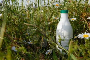 milk bottle on the grass with chamomiles with copy space