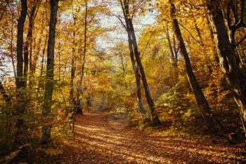 Collection of autumn forest. Autumn landscape
