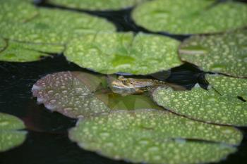 toad sitting on a water lily in the rain. a Frog resting on a lotus leaf