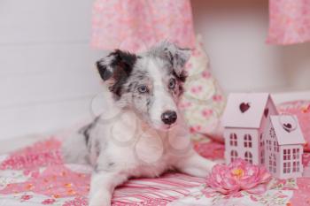 Australian Shepherd (Aussie ), 3 months old, sitting against Romantic pink decorations. Little Princess