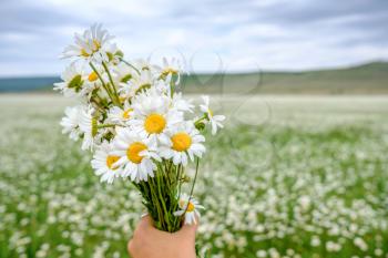 A bouquet of daisies in the hands of a girl. The concept of happiness, harmony and health