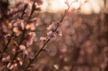 Beautiful flowering peach. Background with flowers on a spring day, sunset