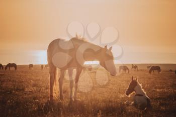 Horses at sunset in the field/ Warm artistic tinting