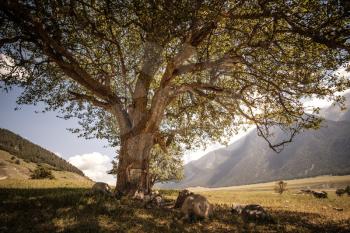 Massive oak tree with grass and sun light. North Caucasus