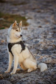 portrait of siberian husky. Handsome young male outdoors. Forest and mountains