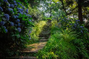 Stone steps in country garden. With beautiful blue hydrangea bushes. Magic Botanical Garden in Batumi, Georgia