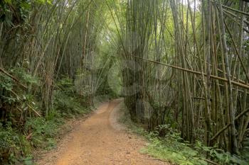 Bamboo forest in the national park of Thailand. Kao Sok.
