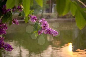 Beautiful purple flowers against the background of the historical park in Sukhotha, Thailand, sunset time