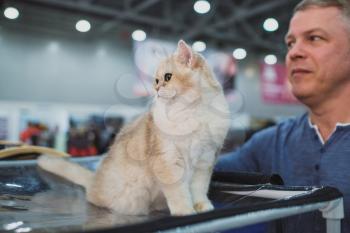 MOSCOW MARCH 6 2019 Unidentified member of the exhibition shows his cat at international exhibition of cats Catsburg in the exhibition hall Crocus-Expo, Moscow