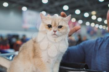 Cat show. Kitten looks into the camera. Cat breed. Pets. Kitten with a big mustache. Exhibition or fair cats