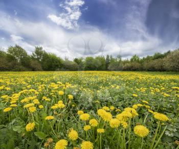 Field with yellow dandelions and blue sky. The concept and idea of spring, harmony and relaxation