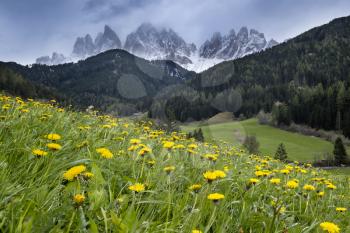 Alpine meadow with yellow flowers and green grass with Alp Mountains on the background. South Tyrol, Italy, Dolomites, St. Magdalen