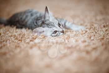 Curious gray kitten. Little cat at home. Small pet.
