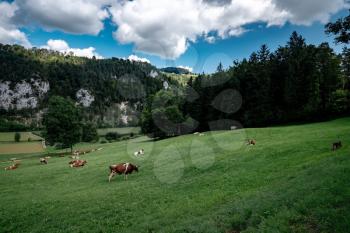 Cows grazing in tyrol alps on the mountains milk cheese advertisement. in the canton of Berne, Switzerland.