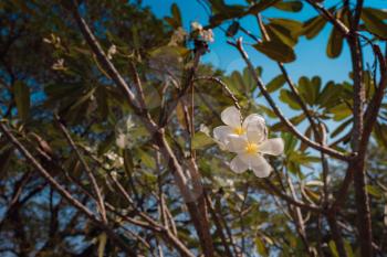 Frangipani flowers or Plumeria flowers blooming on nature background. White beautiful flowers with yellow at center on tree in the garden.