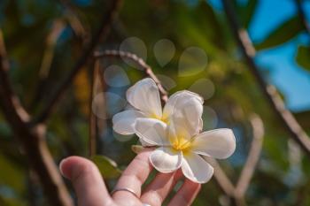 Frangipani flowers or Plumeria flowers blooming on female hand background closeup. White beautiful flowers with yellow at center on tree in the garden.