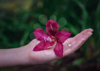 beautiful exotic flower in a female hand on a background of green garden