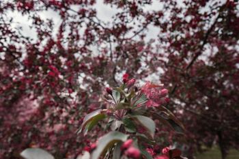 Pink flowers of Apple trees in the spring in Kolomenskoye Park in Moscow. The picturesque garden. Beautiful Park.