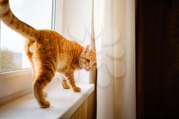 A cute ginger tabby cat is on the windowsill , looking out and waiting for something. Fluffy pet looks out the window. back view