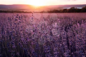 Lavender violet Field in the summer sunset time. lavender field with setting sun and orange sky, close up