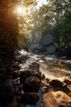 Amazing scenic view forest with river on background green trees in the morning or evening rays of the sun. beautiful landscape with magic smoke and sun rays