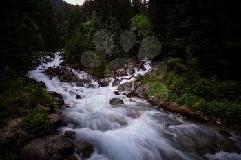 mountain river in a beautiful ancient forest. North Caucasus, Dombai, Russia, Baduk River. summer trip in the mountains