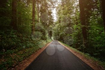 the road in the summer or spring forest. Concept and idea of travel by car and vacation