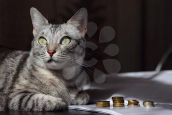 A grey cat watching stack of coins. Concept image suggesting watching or saving money. A rich cat.