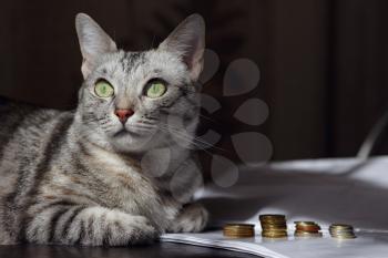 A grey cat watching stack of coins. Concept image suggesting watching or saving money. A rich cat.
