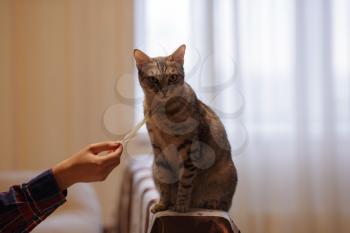 A beautiful grey cat is sitting on the sofa, playing with a feather and looking at a h ostess. Cat games. Playful and funny animal. idea and concept of what quarantine will do at home
