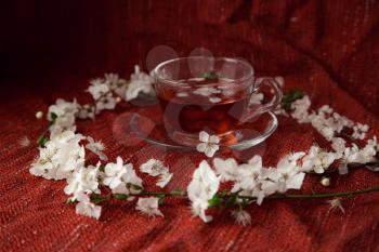 cup of tea and cherry brunches on table. Spring nature background with lovely blossom. Tea and flowers of cherry on red cozy background. Top view, banner. Springtime concept